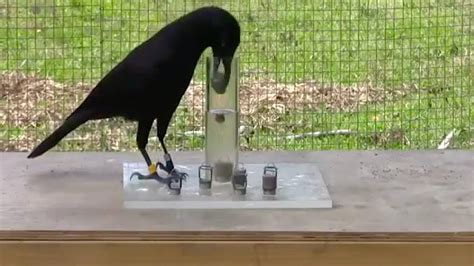 water displacement by a crow